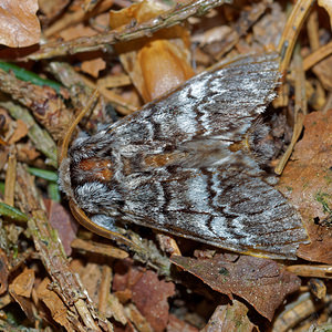 Drymonia ruficornis (Notodontidae)  - Demi-Lune noire - Lunar Marbled Brown Ardennes [France] 09/05/2016 - 490m