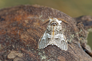 Drymonia ruficornis (Notodontidae)  - Demi-Lune noire - Lunar Marbled Brown Bas-Rhin [France] 22/05/2016 - 670m