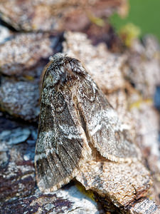 Drymonia ruficornis (Notodontidae)  - Demi-Lune noire - Lunar Marbled Brown Drome [France] 27/05/2016 - 1030m