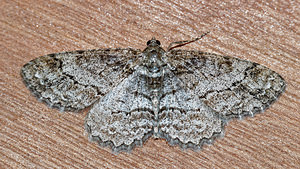 Ectropis crepuscularia (Geometridae)  - Boarmie crépusculaire - Small Engrailed Ardennes [France] 09/05/2016 - 490m