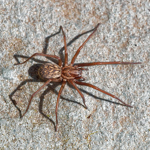 Eratigena atrica (Agelenidae)  - Tégénaire des maisons - House Spider Nord [France] 07/05/2016 - 40m