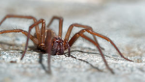 Eratigena atrica (Agelenidae)  - Tégénaire des maisons - House Spider Nord [France] 07/05/2016 - 40m