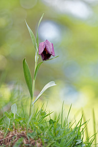 Fritillaria tubiformis (Liliaceae)  - Fritillaire du Dauphiné, Fritillaire-trompette, Fritillaire en forme de trompette Hautes-Alpes [France] 28/05/2016 - 1690m