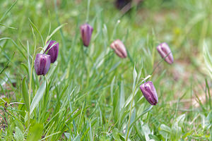 Fritillaria tubiformis (Liliaceae)  - Fritillaire du Dauphiné, Fritillaire-trompette, Fritillaire en forme de trompette Hautes-Alpes [France] 28/05/2016 - 1690m