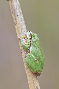 Hyla arborea (Hylidae)  - Rainette verte - Common Tree Frog Bas-Rhin [France] 22/05/2016 - 170m
