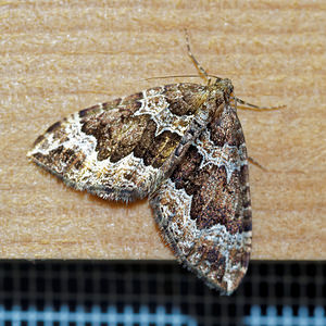 Lampropteryx suffumata (Geometridae)  - Cidarie enfumée - Water Carpet Pas-de-Calais [France] 08/05/2016 - 150m