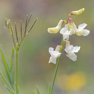 Lathyrus pannonicus (Fabaceae)  - Gesse de Pannonie Drome [France] 25/05/2016 - 1150m