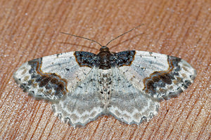 Ligdia adustata (Geometridae)  - Phalène du Fusain - Scorched Carpet Pas-de-Calais [France] 07/05/2016 - 150m