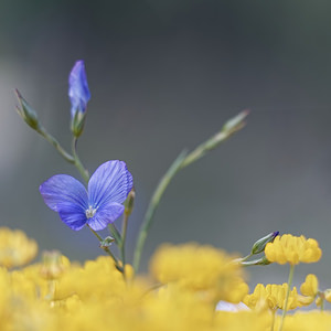 Linum narbonense (Linaceae)  - Lin de Narbonne Hautes-Alpes [France] 30/05/2016 - 1250m