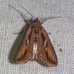 Lophoterges millierei (Noctuidae)  - Cléophane du Chèvrefeuille Hautes-Alpes [France] 31/05/2016 - 890m