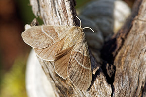 Macrothylacia rubi (Lasiocampidae)  - Bombyx de la Ronce, Polyphage - Fox Moth Drome [France] 26/05/2016 - 1210m