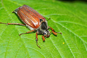 Melolontha melolontha Grand hanneton commun, Hanneton commun Common Cockchafer