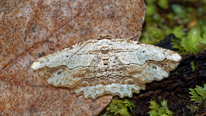 Menophra abruptaria (Geometridae)  - Boarmie pétrifiée - Waved Umber Drome [France] 28/05/2016 - 1030m