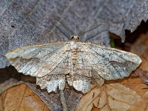 Menophra abruptaria (Geometridae)  - Boarmie pétrifiée - Waved Umber Drome [France] 28/05/2016 - 1030m