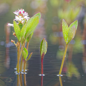 Menyanthes trifoliata (Menyanthaceae)  - Ményanthe trifolié, Trèfle d'eau, Ményanthe, Ményanthe trèfle d'eau - Bogbean Doubs [France] 23/05/2016 - 790m