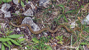 Natrix maura (Natricidae)  - Couleuvre vipérine - Viperine Snake Drome [France] 26/05/2016 - 1030m