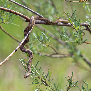 Natrix maura (Natricidae)  - Couleuvre vipérine - Viperine Snake Drome [France] 26/05/2016 - 1030m