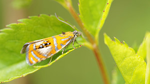 Olethreutes arcuella (Tortricidae)  Drome [France] 25/05/2016 - 1200m