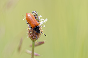 Omophlus lepturoides (Tenebrionidae)  - Omophlus orangé Hautes-Alpes [France] 30/05/2016 - 670m