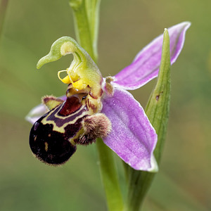 Ophrys apifera (Orchidaceae)  - Ophrys abeille - Bee Orchid Drome [France] 24/05/2016 - 390m