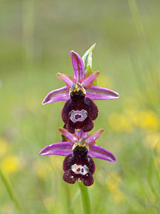 Ophrys saratoi (Orchidaceae)  - Ophrys de Sarato, Ophrys de la Drôme Drome [France] 24/05/2016 - 600m