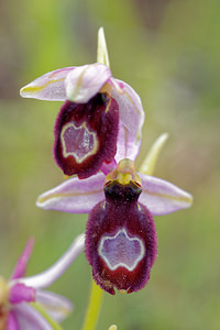 Ophrys saratoi (Orchidaceae)  - Ophrys de Sarato, Ophrys de la Drôme Drome [France] 24/05/2016 - 600m