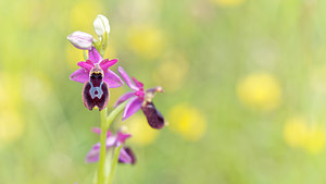 Ophrys saratoi (Orchidaceae)  - Ophrys de Sarato, Ophrys de la Drôme Drome [France] 24/05/2016 - 600m