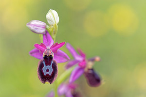 Ophrys saratoi (Orchidaceae)  - Ophrys de Sarato, Ophrys de la Drôme Drome [France] 24/05/2016 - 600m