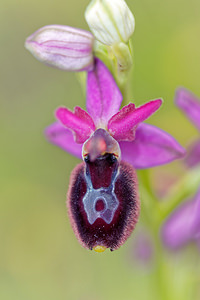 Ophrys saratoi Ophrys de Sarato, Ophrys de la Drôme