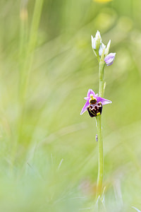 Ophrys vetula (Orchidaceae)  - Ophrys vieux Drome [France] 24/05/2016 - 390m