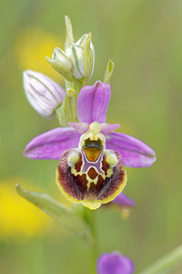 Ophrys vetula (Orchidaceae)  - Ophrys vieux Drome [France] 24/05/2016 - 600m