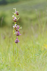 Ophrys vetula (Orchidaceae)  - Ophrys vieux Drome [France] 24/05/2016 - 600m