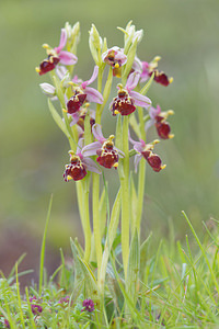 Ophrys vetula (Orchidaceae)  - Ophrys vieux Drome [France] 24/05/2016 - 600m