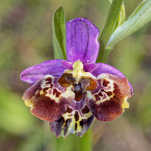 Ophrys vetula (Orchidaceae)  - Ophrys vieux Drome [France] 24/05/2016 - 600m