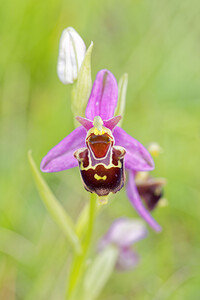 Ophrys x albertiana (Orchidaceae)  - Ophrys d'AlbertOphrys apifera x Ophrys fuciflora. Drome [France] 24/05/2016 - 600m