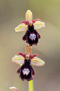 Ophrys x royanensis (Orchidaceae)  - Ophrys du RoyansOphrys insectifera x Ophrys saratoi. Drome [France] 24/05/2016 - 390m