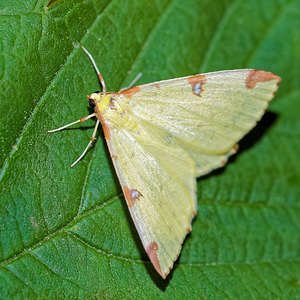 Opisthograptis luteolata (Geometridae)  - Citronnelle rouillée - Brimstone Moth Pas-de-Calais [France] 07/05/2016 - 150m