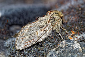 Peridea anceps (Notodontidae)  - Timide - Great Prominent Hautes-Alpes [France] 31/05/2016 - 890m