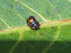 Platynaspis luteorubra (Coccinellidae)  Pas-de-Calais [France] 09/05/2016 - 60m