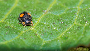 Platynaspis luteorubra (Coccinellidae)  Pas-de-Calais [France] 09/05/2016 - 60m