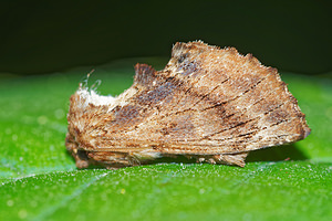 Ptilodon capucina (Notodontidae)  - Crête-de-Coq - Coxcomb Prominent Pas-de-Calais [France] 07/05/2016 - 150m