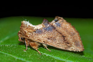 Ptilodon capucina (Notodontidae)  - Crête-de-Coq - Coxcomb Prominent Pas-de-Calais [France] 07/05/2016 - 150m