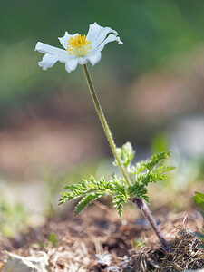 Pulsatilla alpina subsp. alpina (Ranunculaceae)  - Pulsatille des Alpes, Anémone des Alpes, Anémone blanche Hautes-Alpes [France] 28/05/2016 - 1690m