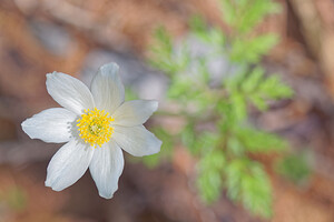 Pulsatilla alpina subsp. alpina Pulsatille des Alpes, Anémone des Alpes, Anémone blanche