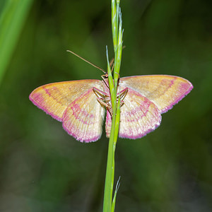 Rhodostrophia calabra (Geometridae)  - Phalène calabraise Hautes-Alpes [France] 31/05/2016 - 890m