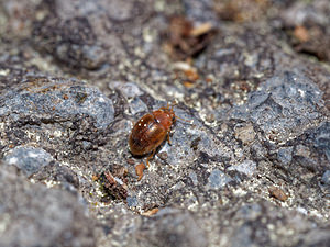 Rhyzobius chrysomeloides (Coccinellidae)  Pas-de-Calais [France] 09/05/2016 - 60m