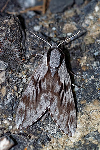 Sphinx pinastri (Sphingidae)  - Sphinx du Pin - Pine Hawk-moth Hautes-Alpes [France] 31/05/2016 - 890m