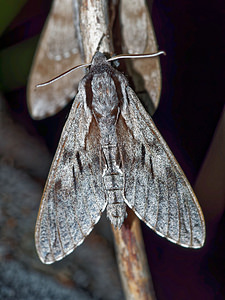 Sphinx pinastri (Sphingidae)  - Sphinx du Pin - Pine Hawk-moth Hautes-Alpes [France] 31/05/2016 - 890m