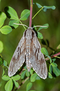 Sphinx pinastri (Sphingidae)  - Sphinx du Pin - Pine Hawk-moth Hautes-Alpes [France] 31/05/2016 - 890m