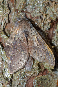 Stauropus fagi (Notodontidae)  - Ecureuil, Staurope du Hêtre, Bombyx du Hêtre - Lobster Moth Ardennes [France] 09/05/2016 - 490m